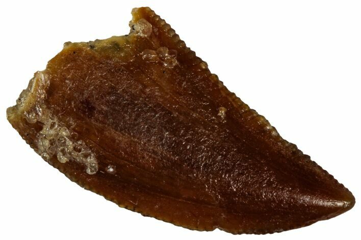 Serrated Raptor Tooth - Real Dinosaur Tooth #300888